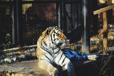 Cat relaxing in zoo