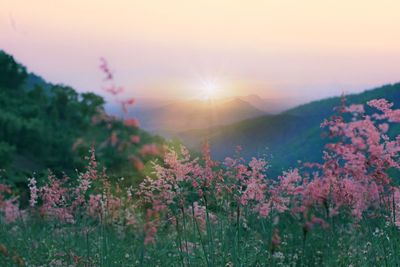 Purple flowering plants on field against sky during sunset