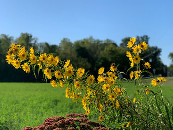 Yellow flowering plants on field against sky