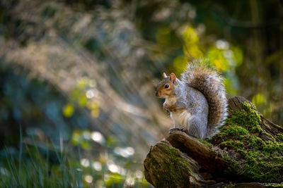 Squirrel on tree