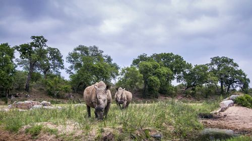 Side view of rhinoceros standing on field