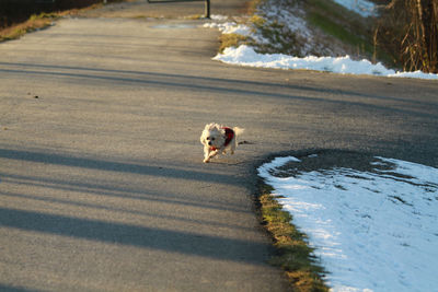A running silky terrier