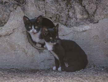 Portrait of cat