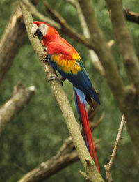 Scarlett macaw, ara macao, on a tree branch 