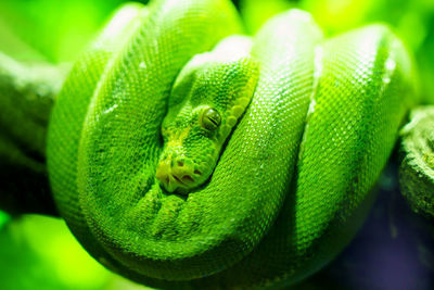 Green snake coiling resting on tree branch, large-eyed pit viper or trimeresurus macrops.
