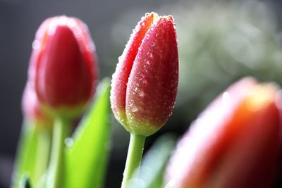 Close-up of red tulip bud