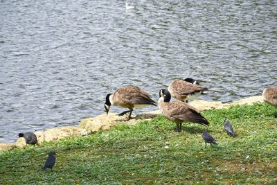 Flock of birds on lakeshore