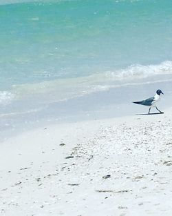 Birds flying over beach against sky