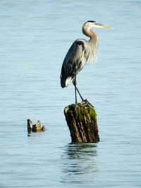 Blue grey heron perching on a lake