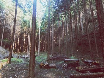 Trees in forest against sky