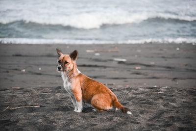 Portrait of dog on beach