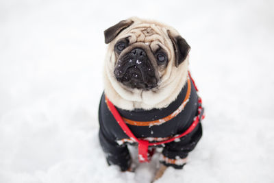 Portrait of pug on snow covered field