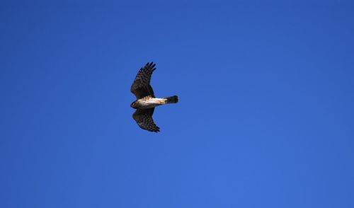 Low angle view of eagle flying against clear blue sky