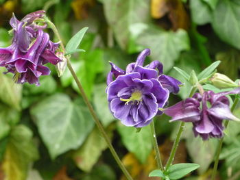 Close-up of purple flowers blooming outdoors