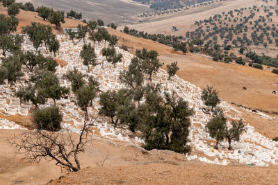 Full graveyard on a hill in morocco