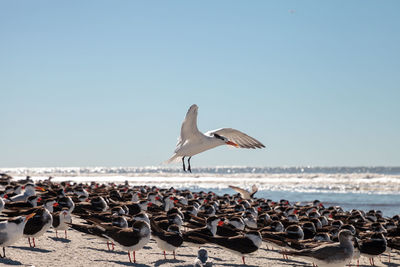 Flying royal tern thalasseus maximus on the white sands of clam pass in naples, florida.