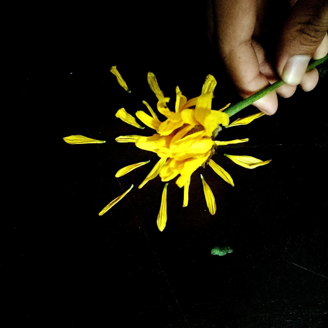 CLOSE-UP OF HAND OVER YELLOW FLOWERS AGAINST BLACK BACKGROUND