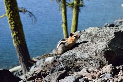 View of lizard on rock by sea