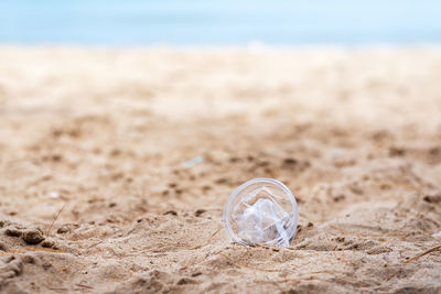 Close-up of seashell on beach