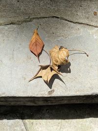 High angle view of dry leaf on footpath