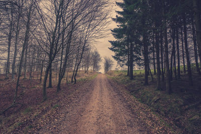 Road passing through forest