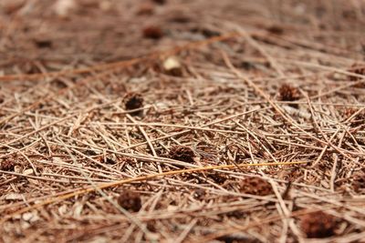 Full frame shot of dried plant