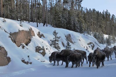 Bison stampede i was caught in at yellowstone national park