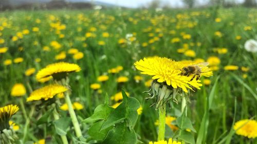 Close-up of insect on yellow flower