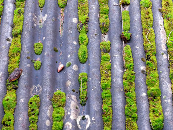 Full frame shot of tree trunk