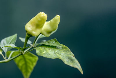 Close-up of chili pepper plant growing outdoors