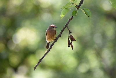 Bird perching on tree