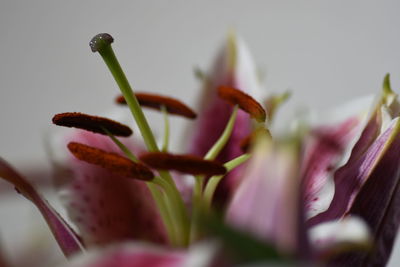 Close-up of flower against blurred background