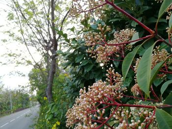 Low angle view of fruits on tree