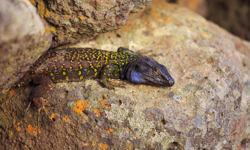 Close-up of lizard on rock