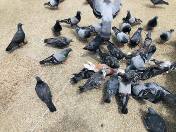 High angle view of pigeons on street