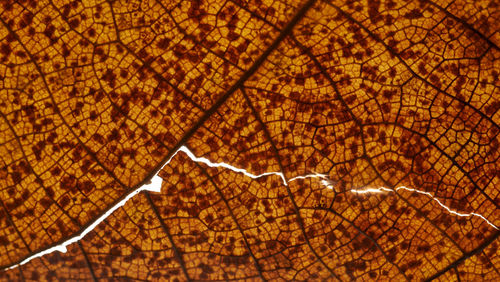 Full frame shot of tree