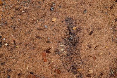 High angle view of insect on wet land