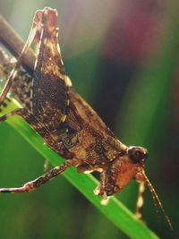 Close-up of insect on leaf