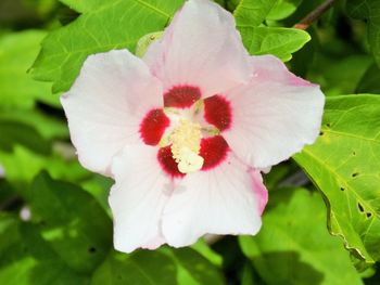 Close-up of pink flower blooming outdoors