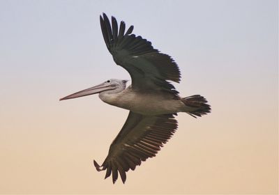 Low angle view of bird flying in sky