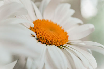 Close-up of white daisy flower