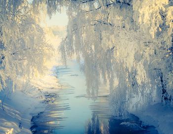 Reflection of trees in water