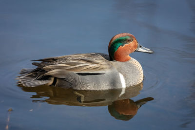 Green winged teal in a pond