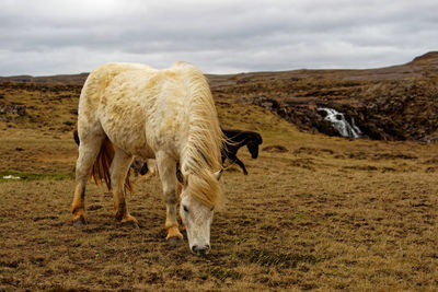 Sheep grazing in a field