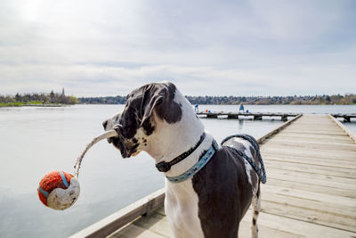 Adorable great dane dog carrying his tennis ball throwing stick on a pier dock at the lake.