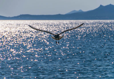 Bird flying over sea 