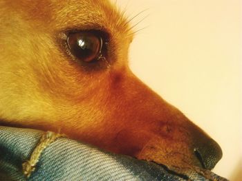 Close-up portrait of a dog