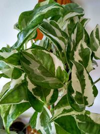 Close-up of green leaves