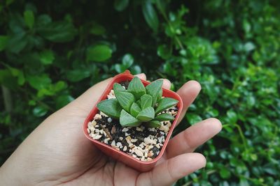 Close-up of hand holding potted plant