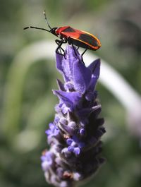 Close-up of insect on purple flower